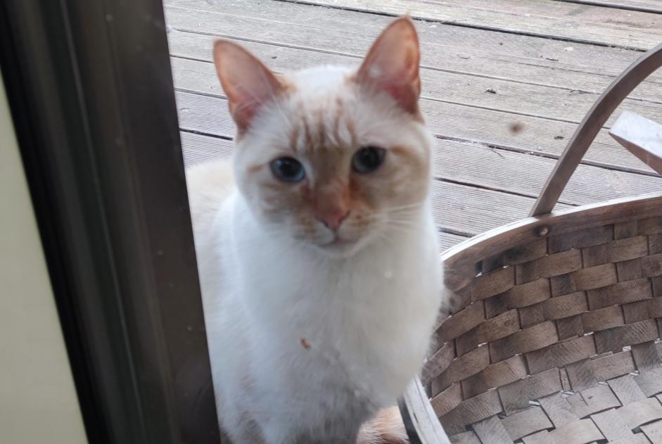 Alerte Découverte Chat Mâle Élancourt France