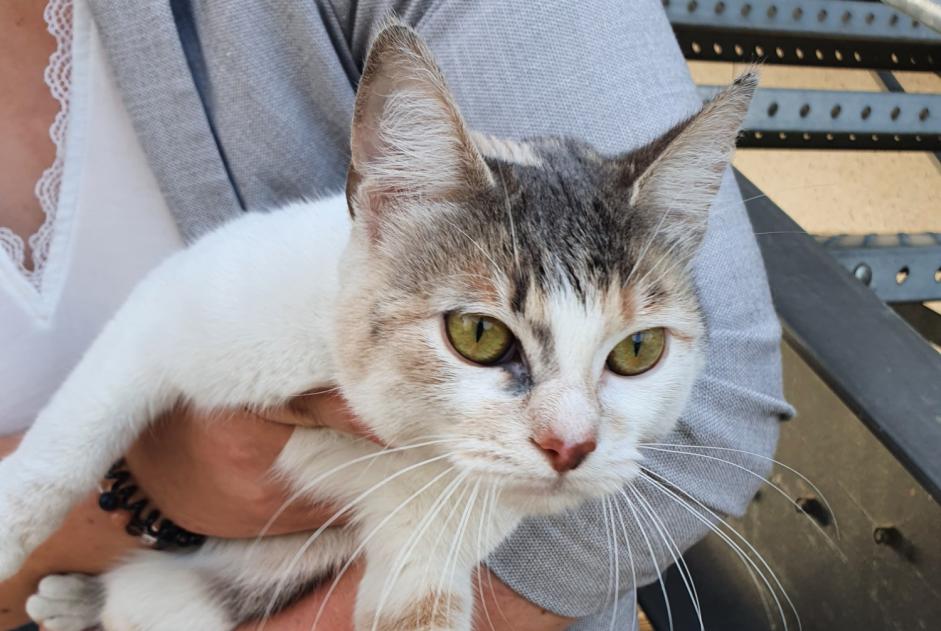 Alerte Découverte Chat Femelle Versailles France
