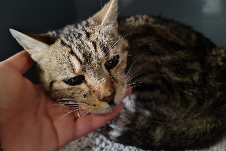 Alerte Découverte Chat  Femelle , 6 ans Poissy France