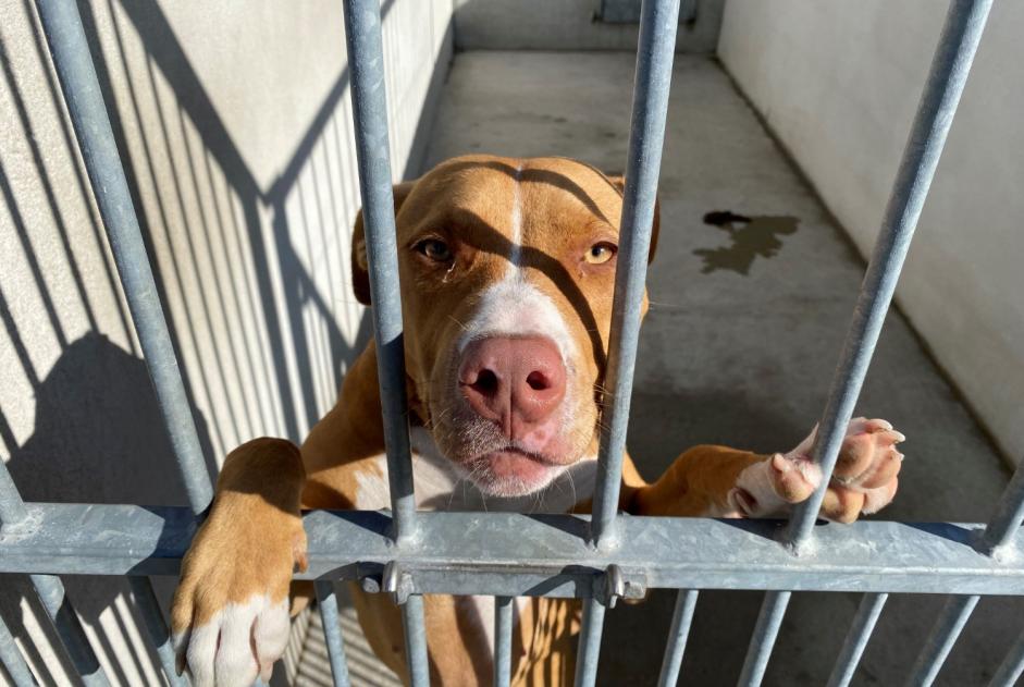 Alerte Découverte Chien  Femelle , 1 année Carrières-sous-Poissy France