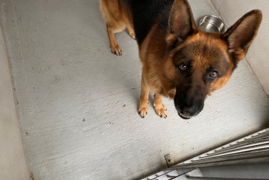 Alerte Découverte Chien  Mâle , 7 ans Épône France