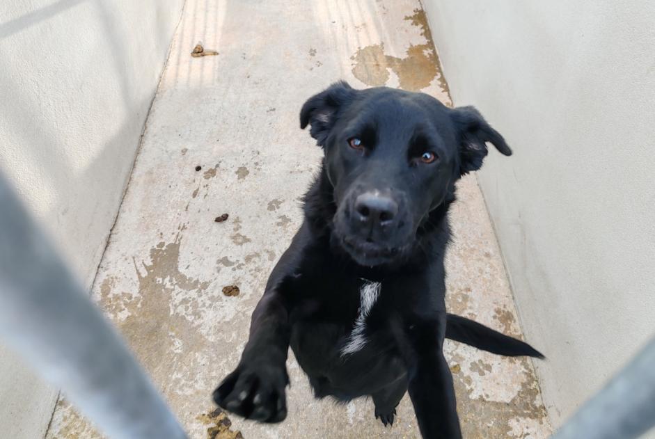 Alerte Découverte Chien croisement Femelle , 1 année Achères France