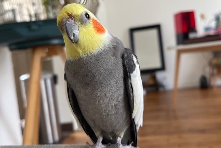 Alerte Disparition Oiseau Mâle , 2023 ans Montesson France