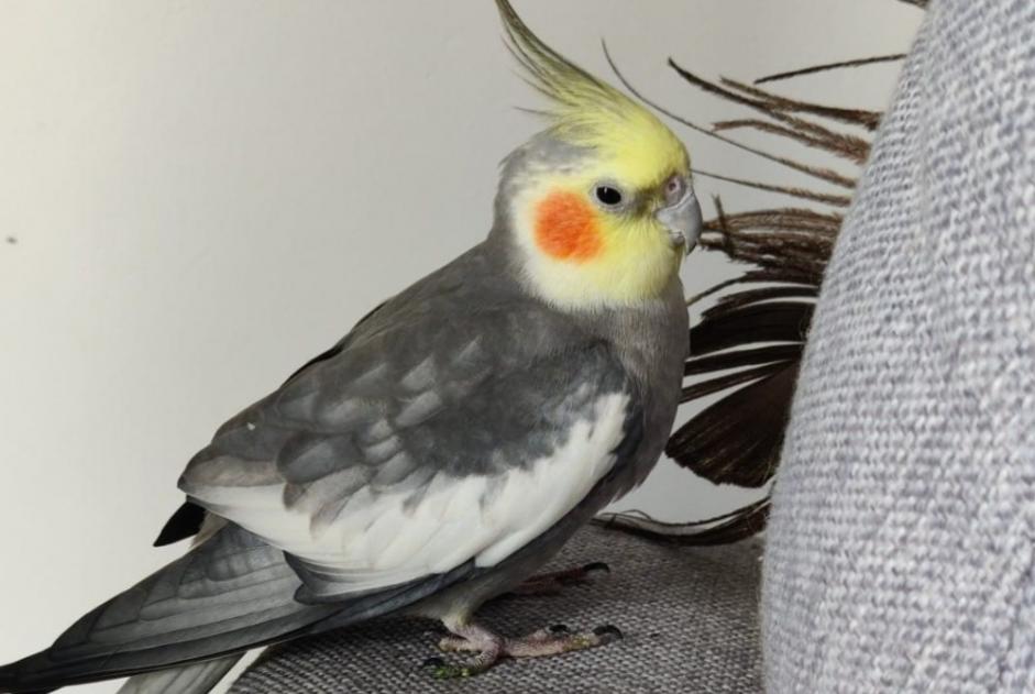 Alerte Découverte Oiseau Inconnu Houilles France