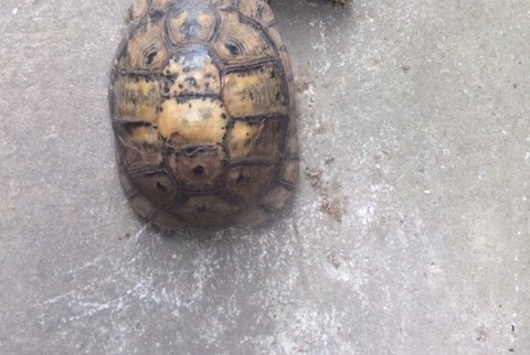 Alerte Disparition Tortue Femelle , 2025 ans Voisins-le-Bretonneux France