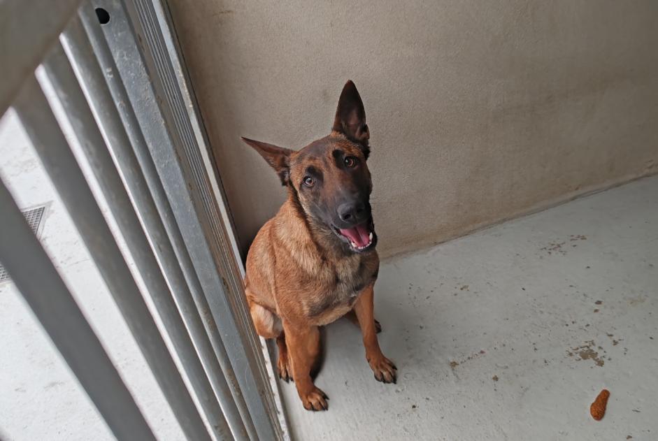 Avviso Ritrovamento Cane incrocio di razze Femmina , 1 anno Houilles Francia