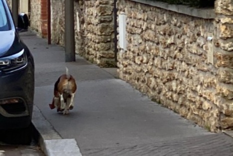 Ontdekkingsalarm Hond Mannetje Versailles Frankrijk