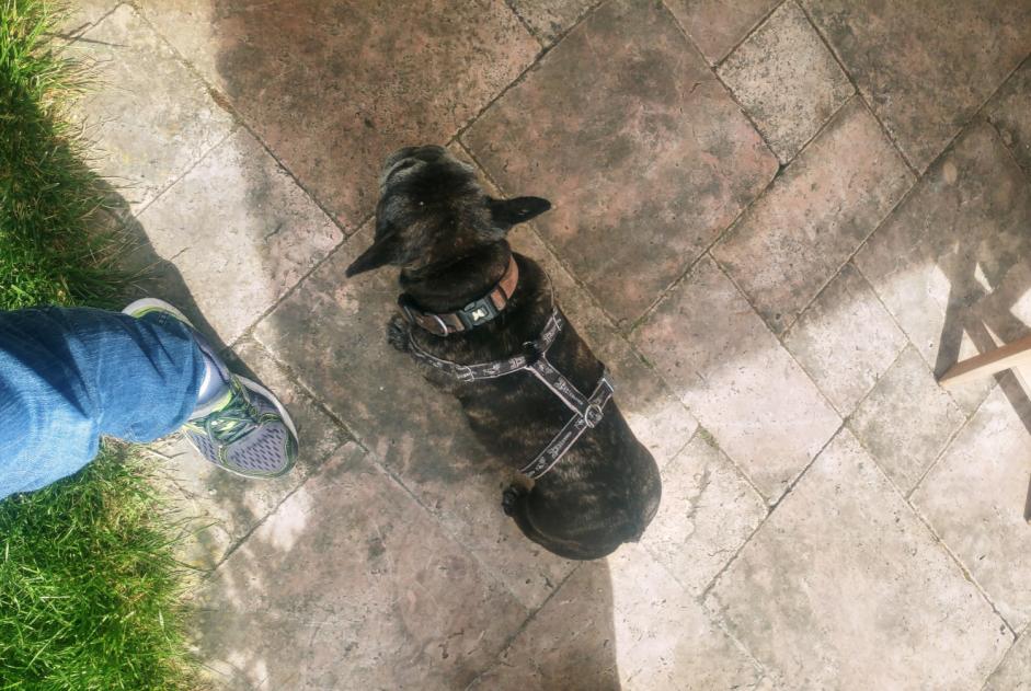 Ontdekkingsalarm Hond  Vrouwtje Chatou Frankrijk
