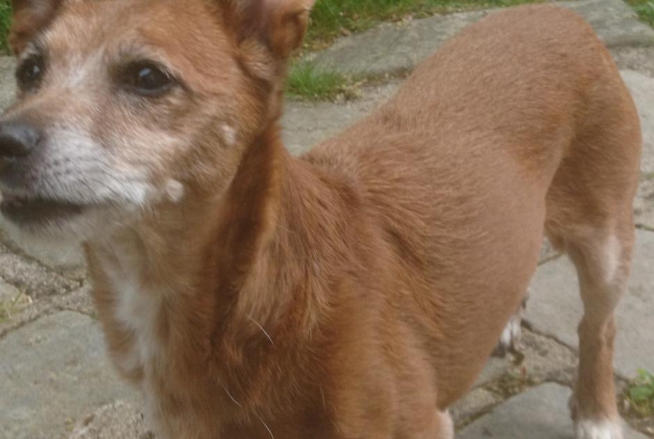 Ontdekkingsalarm Hond rassenvermenging Mannetje Saint-Forget Frankrijk