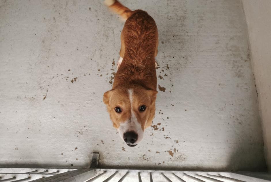 Ontdekkingsalarm Hond rassenvermenging Mannetje , 2 jaar Carrières-sous-Poissy Frankrijk