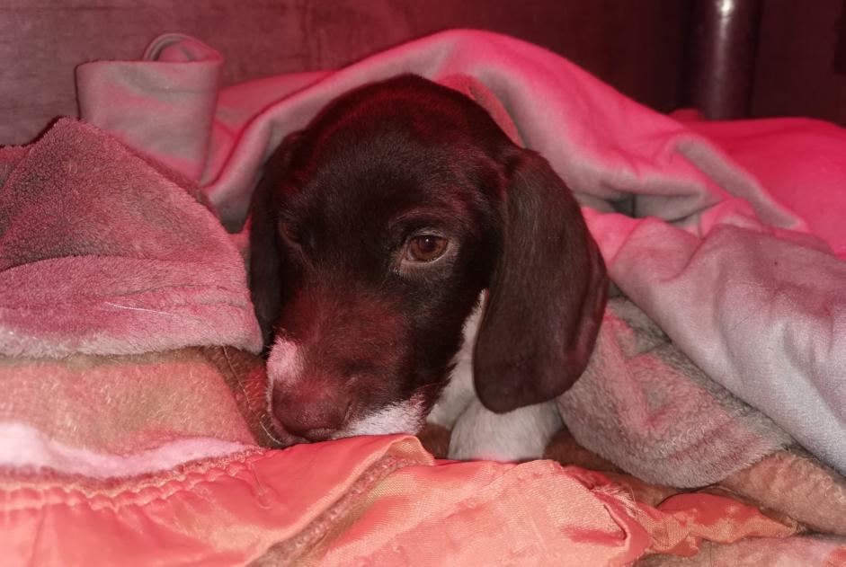 Ontdekkingsalarm Hond rassenvermenging Mannetje , Tussen 4 en 6 maanden Carrières-sous-Poissy Frankrijk