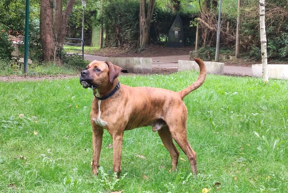 Ontdekkingsalarm Hond rassenvermenging Mannetje Mantes-la-Ville Frankrijk