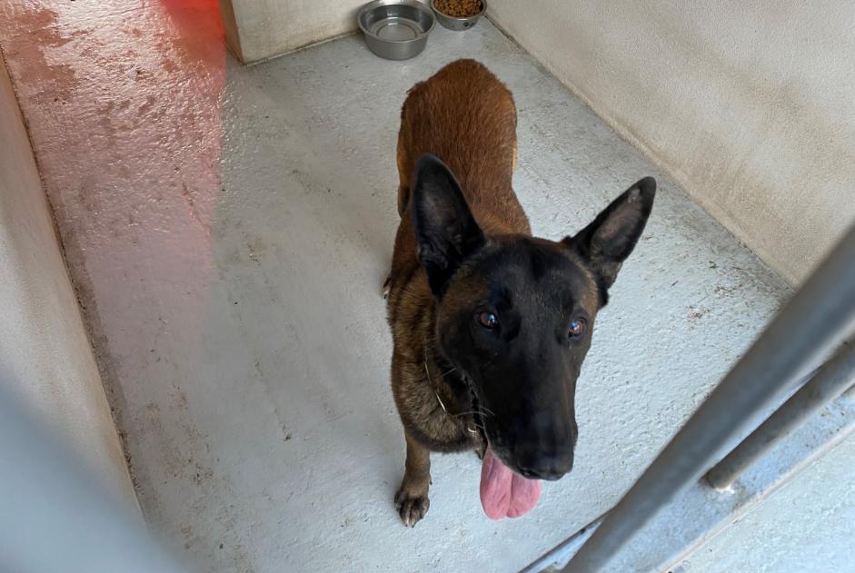 Ontdekkingsalarm Hond  Mannetje , 8 jaar Épône Frankrijk