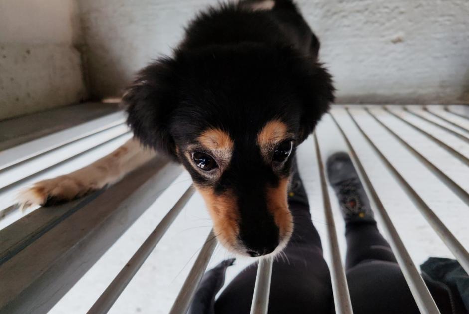 Ontdekkingsalarm Hond rassenvermenging Vrouwtje , 3 jaar Épône Frankrijk