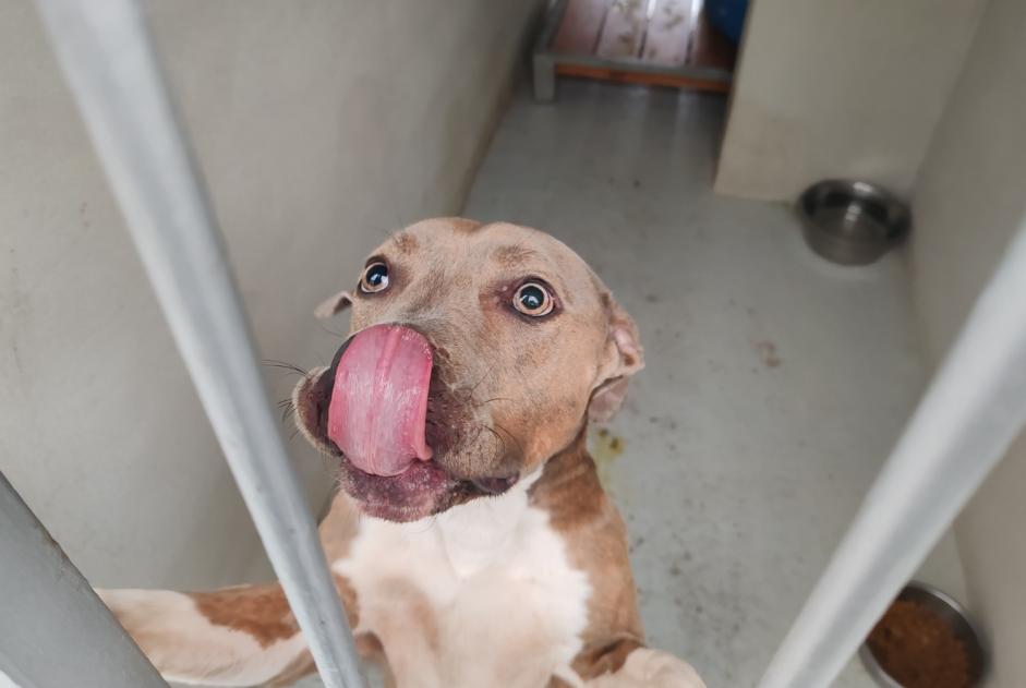 Ontdekkingsalarm Hond rassenvermenging Vrouwtje , 2 jaar Houilles Frankrijk Ontdekkingsalarm Hond rassenvermenging Vrouwtje , 2 jaar Houilles Frankrijk