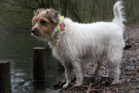 Verdwijningsalarm Hond  Mannetje , 9 jaar Auffargis Frankrijk
