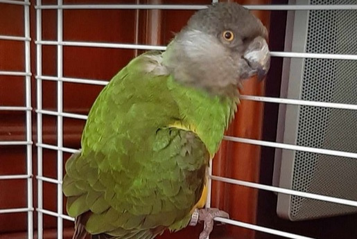 Ontdekkingsalarm Vogel Onbekend Verneuil-sur-Seine Frankrijk