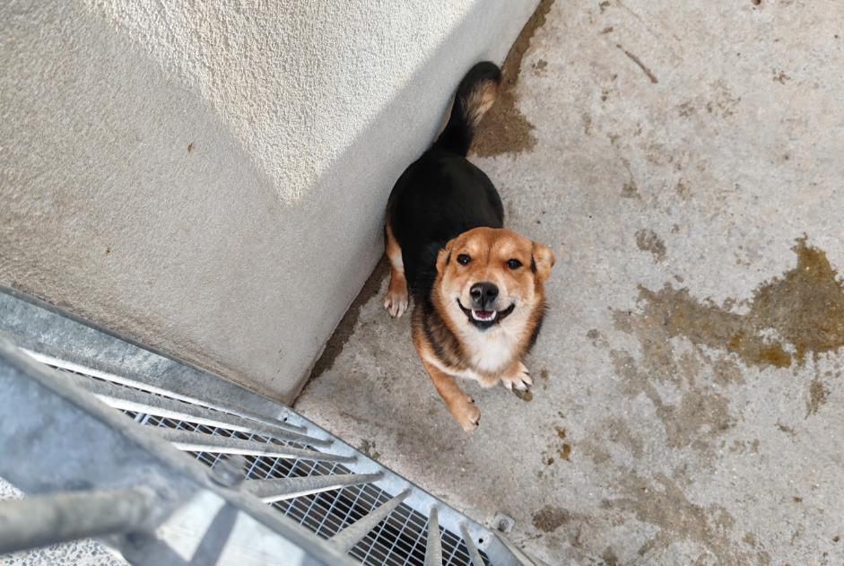 Alerta descoberta Cão cruzamento Macho , 1 ano Achères France