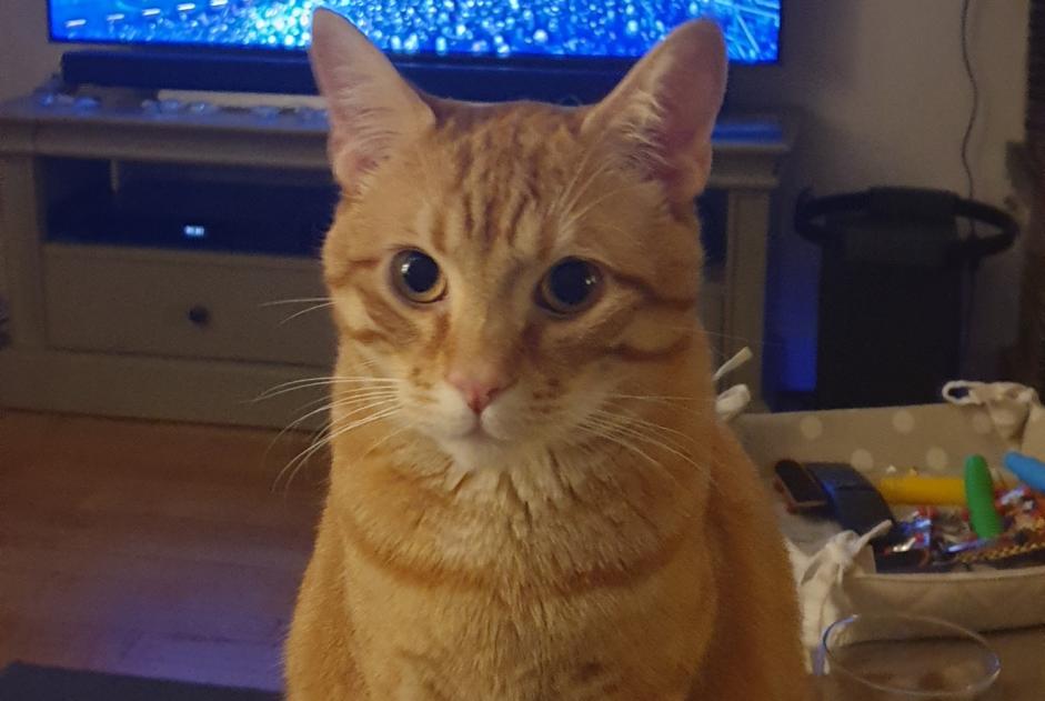 Alerta desaparecimento Gato  Macho , 2 anos Poissy France