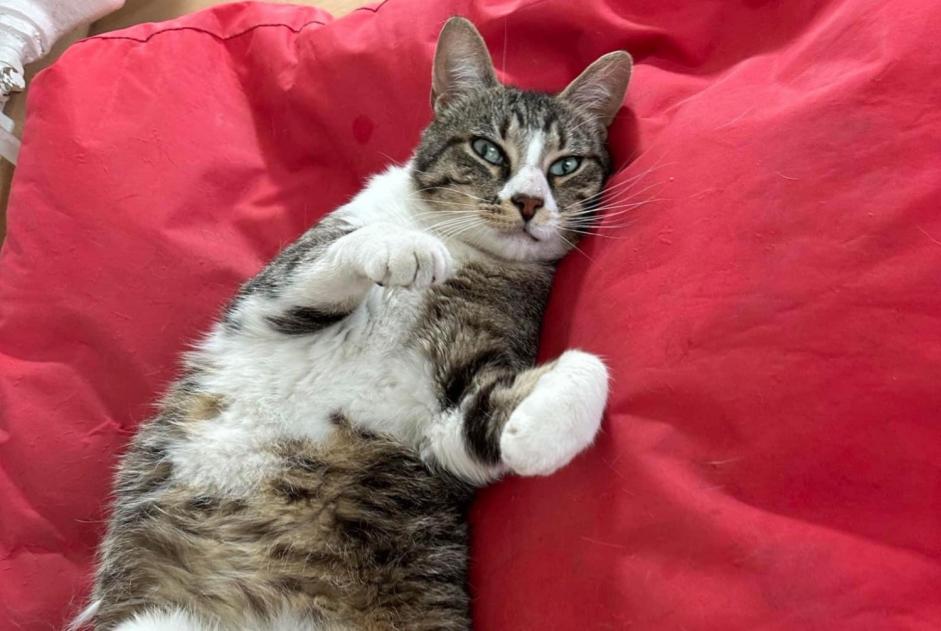Alerta desaparecimento Gato cruzamento Macho , 3 anos Houilles France