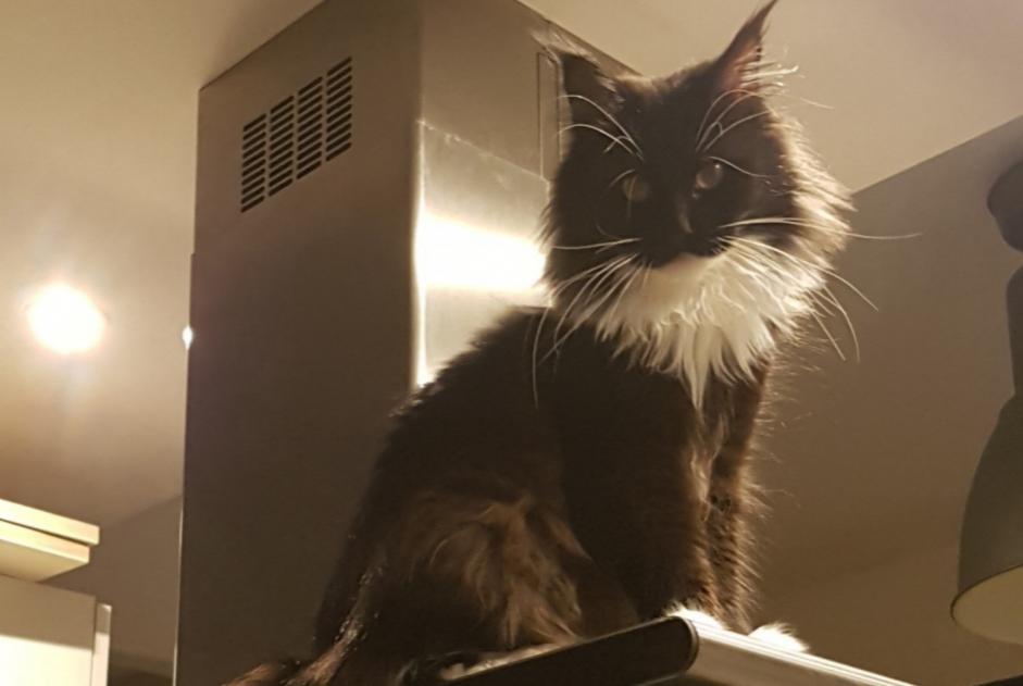 Alerta desaparecimento Gato Fêmea , 5 anos Fontenay-le-Fleury France Alerta desaparecimento Gato Fêmea , 5 anos Fontenay-le-Fleury France