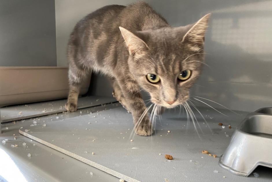Alerta descoberta Gato  Fêmea , 1 ano Poissy France